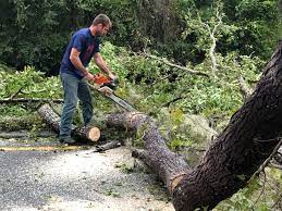 Best Hazardous Tree Removal  in Elizabethtown, KY