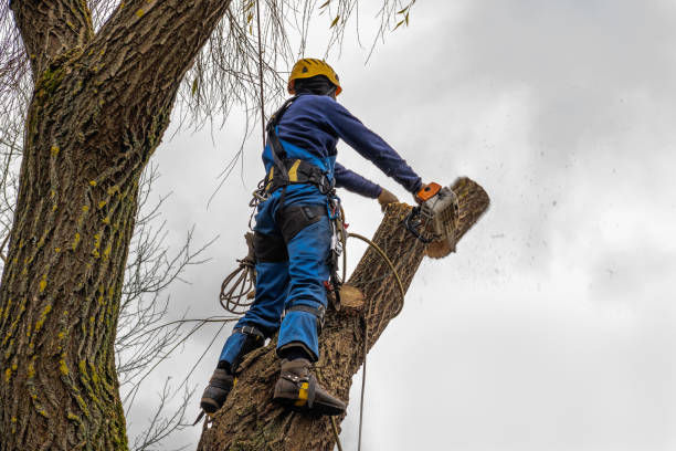 Best Tree Health Inspection  in Elizabethtown, KY