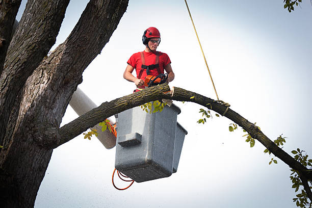 Best Fruit Tree Pruning  in Elizabethtown, KY